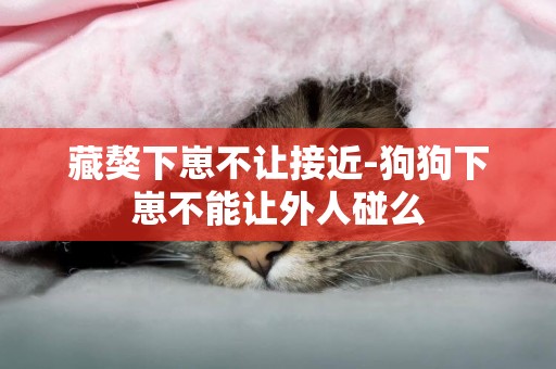 藏獒下崽不讓接近-狗狗下崽不能讓外人碰么