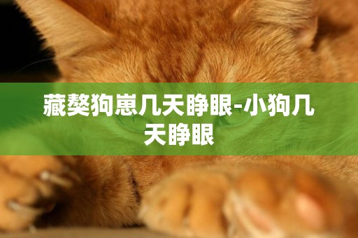 藏獒狗崽幾天睜眼-小狗幾天睜眼
