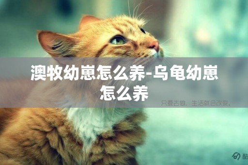澳牧幼崽怎么養-烏龜幼崽怎么養