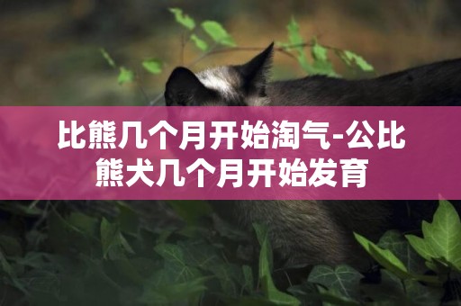 比熊幾個月開始淘氣-公比熊犬幾個月開始發育
