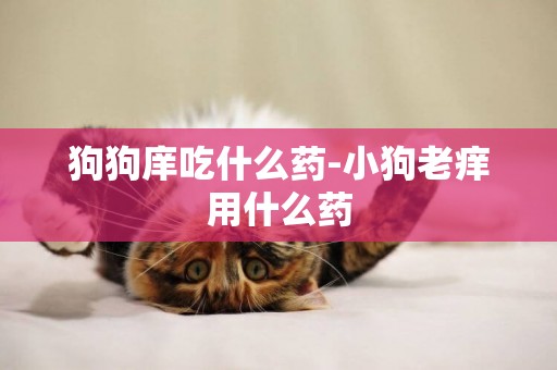 狗狗庠吃什么藥-小狗老癢用什么藥