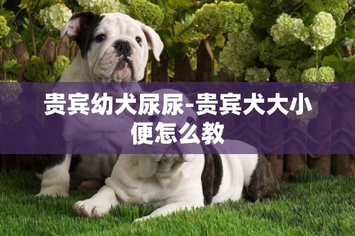 貴賓幼犬尿尿-貴賓犬大小便怎么教