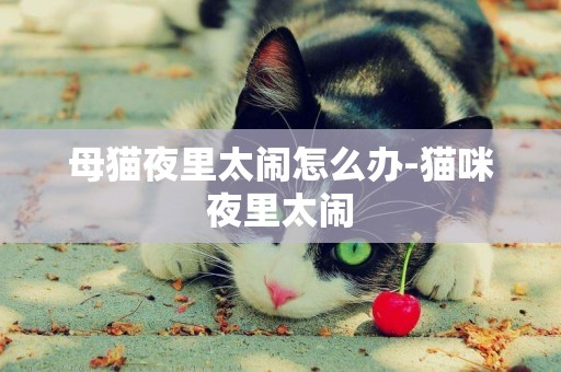 母貓夜里太鬧怎么辦-貓咪夜里太鬧