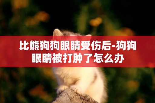 比熊狗狗眼睛受傷后-狗狗眼睛被打腫了怎么辦
