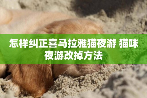 怎樣糾正喜馬拉雅貓夜游 貓咪夜游改掉方法