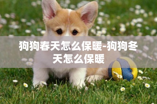 狗狗春天怎么保暖-狗狗冬天怎么保暖