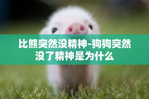 比熊突然沒精神-狗狗突然沒了精神是為什么