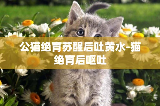 公貓絕育蘇醒后吐黃水-貓絕育后嘔吐