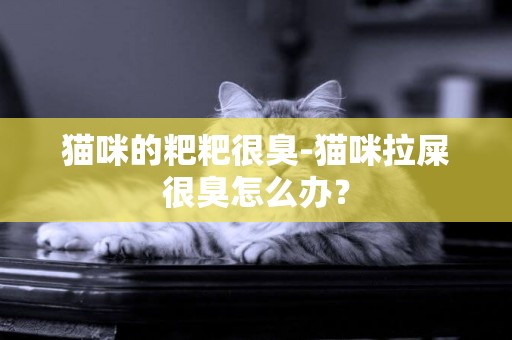 貓咪的粑粑很臭-貓咪拉屎很臭怎么辦？