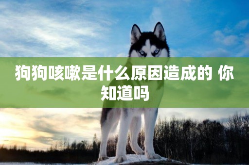 狗狗咳嗽是什么原因造成的 你知道嗎