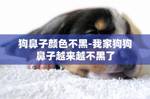 狗鼻子顏色不黑-我家狗狗鼻子越來越不黑了