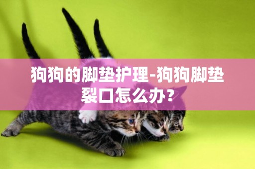 狗狗的腳墊護理-狗狗腳墊裂口怎么辦？
