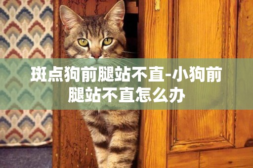 斑點狗前腿站不直-小狗前腿站不直怎么辦