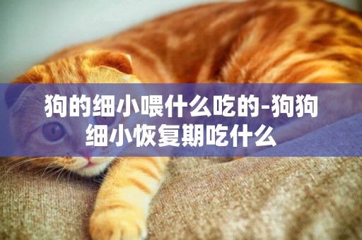 狗的細小喂什么吃的-狗狗細小恢復期吃什么