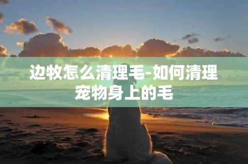 邊牧怎么清理毛-如何清理寵物身上的毛