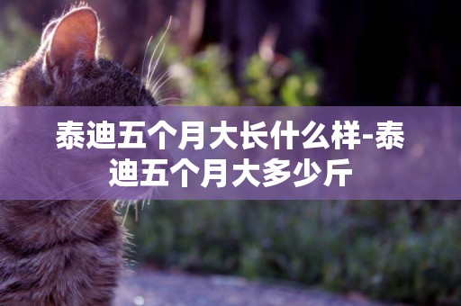 泰迪五個月大長什么樣-泰迪五個月大多少斤