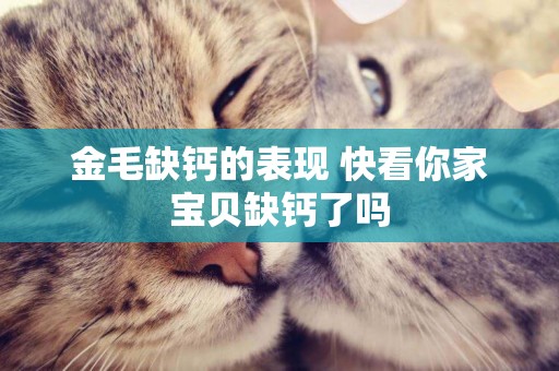 金毛缺鈣的表現 快看你家寶貝缺鈣了嗎
