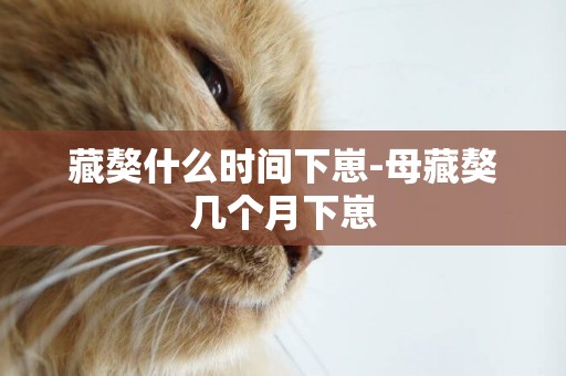 藏獒什么時間下崽-母藏獒幾個月下崽