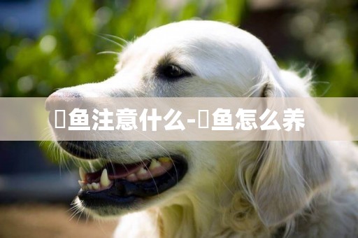 魟魚注意什么-魟魚怎么養