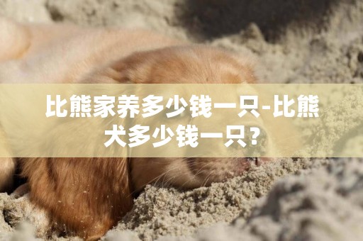 比熊家養多少錢一只-比熊犬多少錢一只？