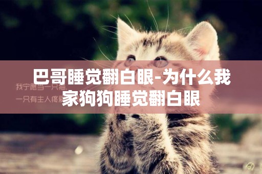 巴哥睡覺翻白眼-為什么我家狗狗睡覺翻白眼