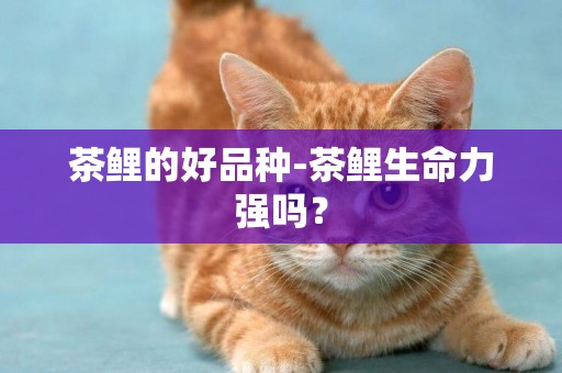 茶鯉的好品種-茶鯉生命力強嗎？