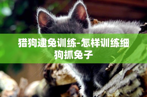 獵狗逮兔訓練-怎樣訓練細狗抓兔子