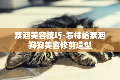 泰迪美容技巧-怎樣給泰迪狗狗美容修剪造型