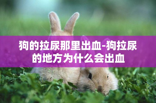 狗的拉尿那里出血-狗拉尿的地方為什么會出血