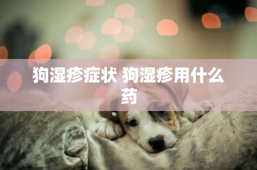 狗濕疹癥狀 狗濕疹用什么藥