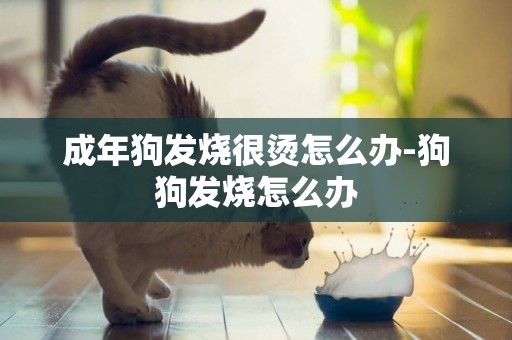 成年狗發燒很燙怎么辦-狗狗發燒怎么辦