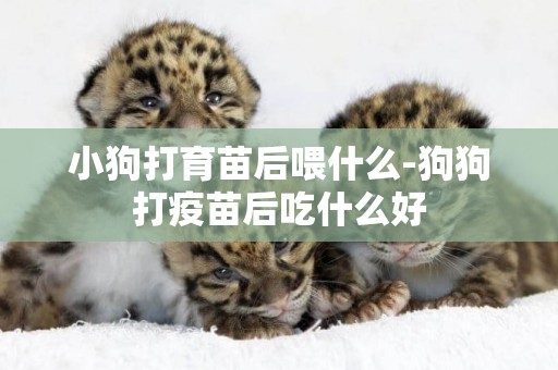 小狗打育苗后喂什么-狗狗打疫苗后吃什么好