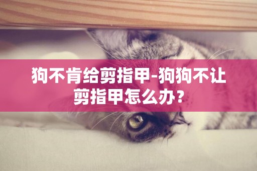 狗不肯給剪指甲-狗狗不讓剪指甲怎么辦？