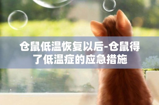 倉鼠低溫恢復以后-倉鼠得了低溫癥的應急措施