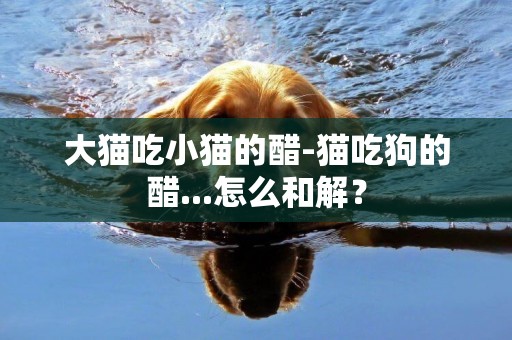 大貓吃小貓的醋-貓吃狗的醋...怎么和解？
