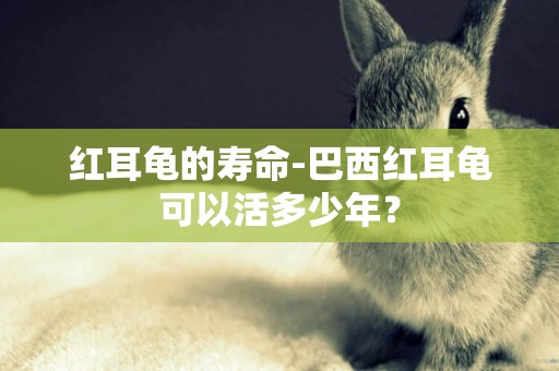 紅耳龜的壽命-巴西紅耳龜可以活多少年？