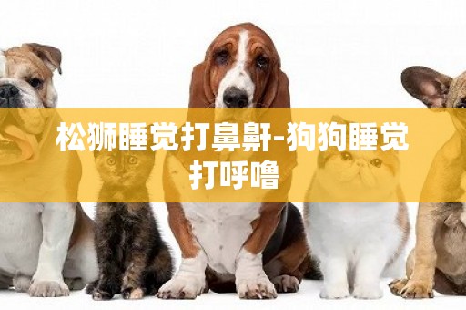 松獅睡覺打鼻鼾-狗狗睡覺打呼嚕