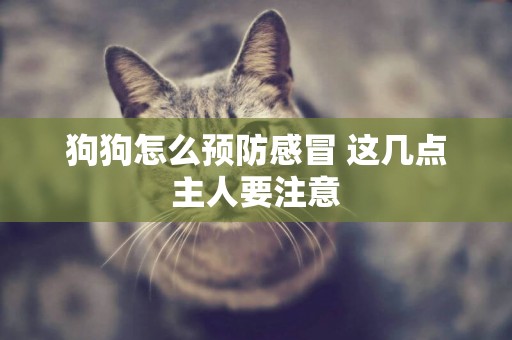 狗狗怎么預防感冒 這幾點主人要注意
