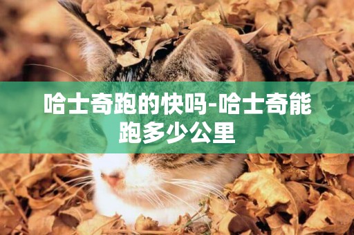 哈士奇跑的快嗎-哈士奇能跑多少公里