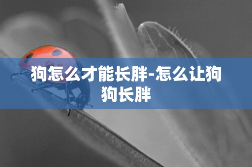 狗怎么才能長胖-怎么讓狗狗長胖