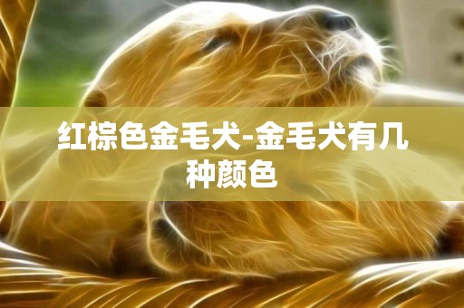 紅棕色金毛犬-金毛犬有幾種顏色