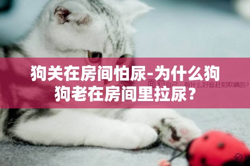 狗關在房間怕尿-為什么狗狗老在房間里拉尿？