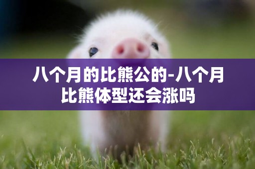 八個月的比熊公的-八個月比熊體型還會漲嗎