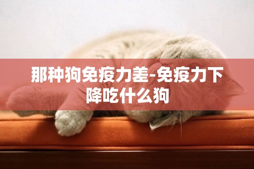 那種狗免疫力差-免疫力下降吃什么狗