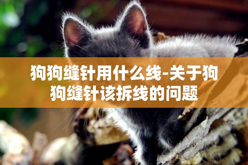 狗狗縫針用什么線-關于狗狗縫針該拆線的問題
