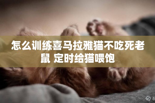 怎么訓練喜馬拉雅貓不吃死老鼠 定時給貓喂飽