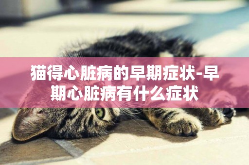 貓得心臟病的早期癥狀-早期心臟病有什么癥狀