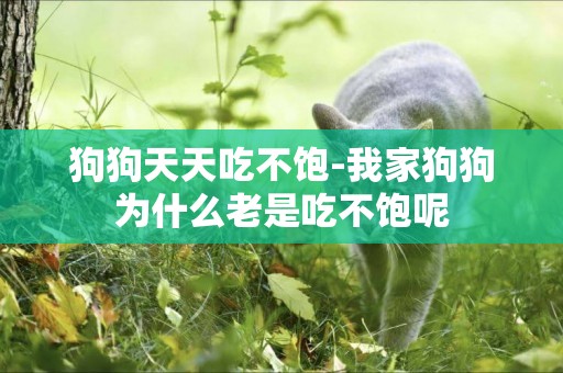 狗狗天天吃不飽-我家狗狗為什么老是吃不飽呢