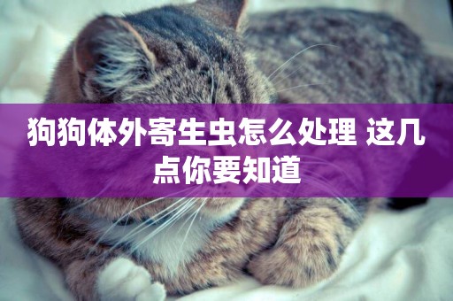 狗狗體外寄生蟲怎么處理 這幾點你要知道