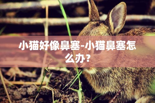 小貓好像鼻塞-小貓鼻塞怎么辦？